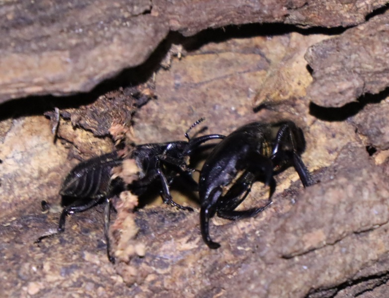 枝先のヤナギ④_ ヒラタクワガタ♂36ｍｍと46mmの戦い勃発_ヤナギ林_2023年7月4日19時40分気温25.5度